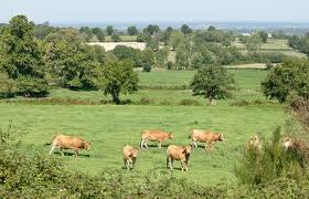 « Veau d’Aveyron et du Ségala » : les députés défendent l’élevage local labellisé PAC