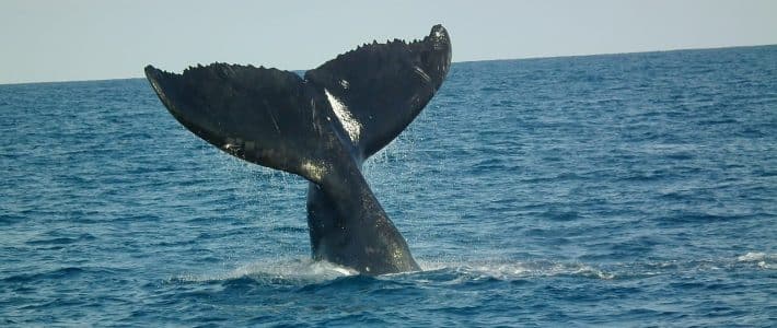 Défense de la ZEE de Tromelin : Philippe FOLLIOT saisit le Ministère de la Transition écologique et Solidaire sur la chasse à la baleine