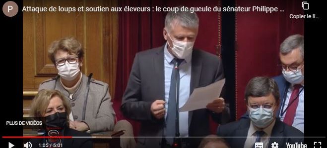 Attaques de loups et soutien aux éleveurs : le coup de gueule de Philippe Folliot