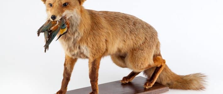 Réglementation et contraintes appliquées aux taxidermistes : question écrite de Philippe Folliot