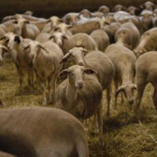 Un sujet crucial : le mal-être en agriculture au cœur des débats avec le sénateur au déjeuner de la Chambre d’agriculture du Tarn Un sujet crucial : le mal-être en agriculture au cœur des débats avec le sénateur au déjeuner de la Chambre d’agriculture du Tarn