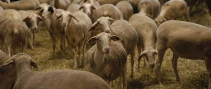 Un sujet crucial : le mal-être en agriculture au cœur des débats avec le sénateur au déjeuner de la Chambre d’agriculture du Tarn Un sujet crucial : le mal-être en agriculture au cœur des débats avec le sénateur au déjeuner de la Chambre d’agriculture du Tarn
